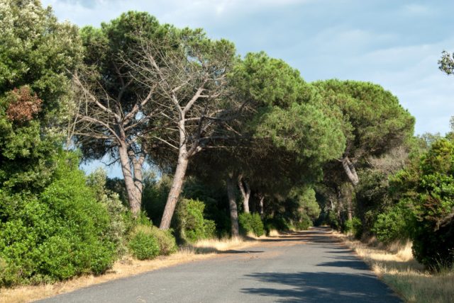 La mappa degli alberi a rischio crollo a Roma, centinaia i pini malati
