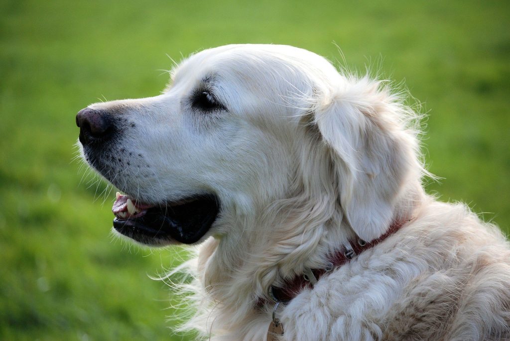 ROMA Allarme bocconi avvelenati per cani. La denuncia social