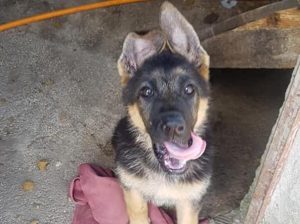 KAOS CANE AMATRICE – C’è il cucciolo che prenderà il suo testimone