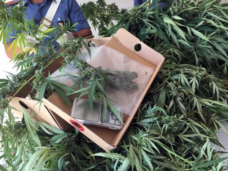 ROMA In casa una piantagione di Marijuana: denunciati