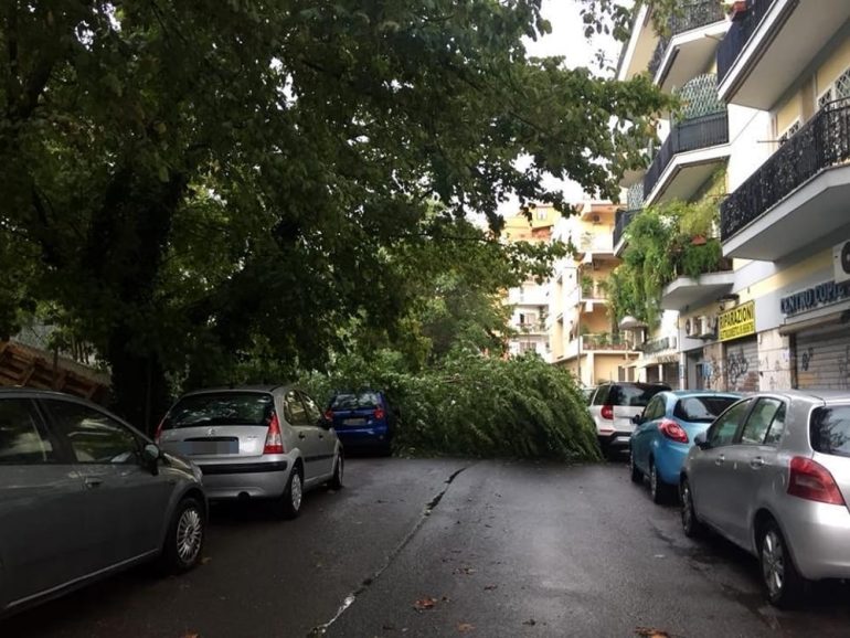 ROMA Caduta alberi il Codacons attacca: “Conseguenza della scarsa manutenzione”