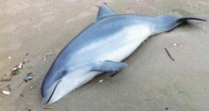 FOCENE Trovato delfino morto: è il terzo in un mese