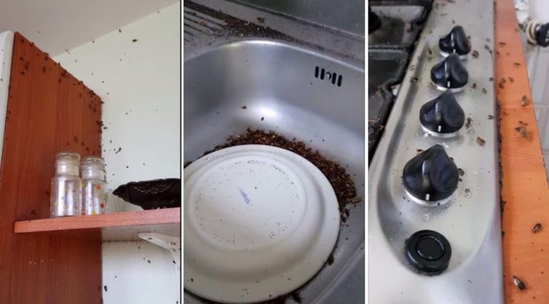 Emergenza blatte a Tor Bella Monaca: “Siamo invasi, aiutateci!”