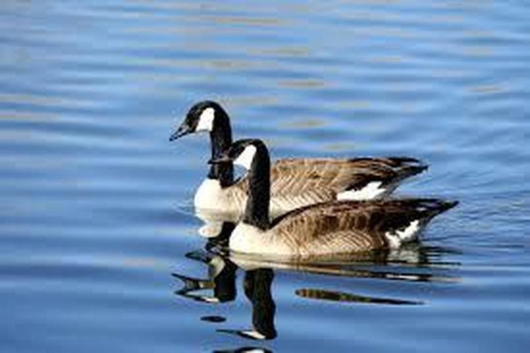 ROMA EUR Il mistero delle papere sparite