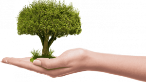 ROMA Parte la riforestazione urbana. Prima tappa a Roma Sud