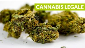 ULTIM’ORA – Cannabis light, per la Cassazione è reato