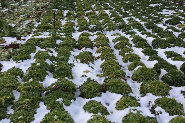 FREDDO La Coldiretti mobilita i propri mezzi