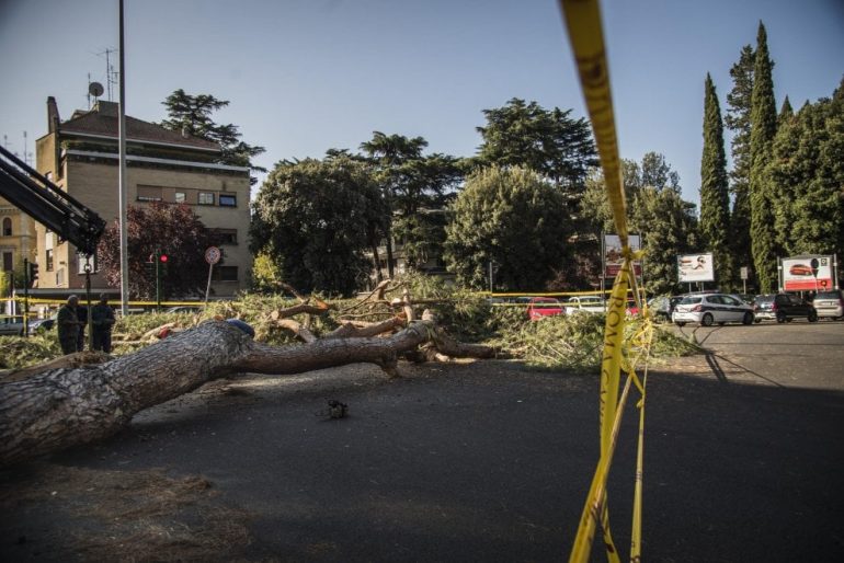 ROMA MALTEMPO Albero caduto in viale Mazzini: danni e feriti