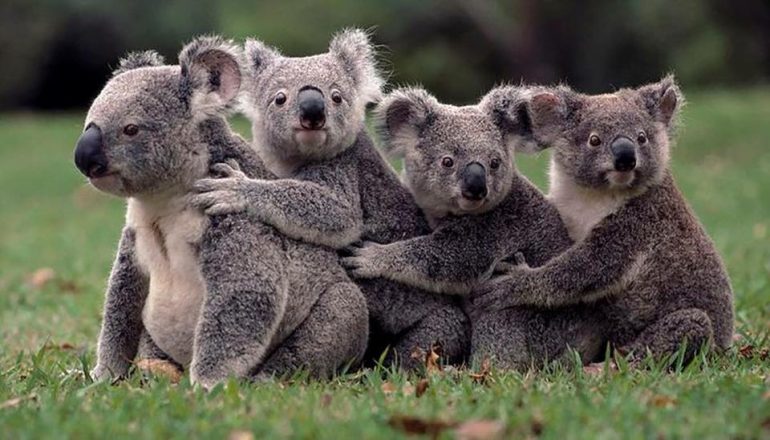 Il Koala verso l’estinzione – Addio all’animale australiano?