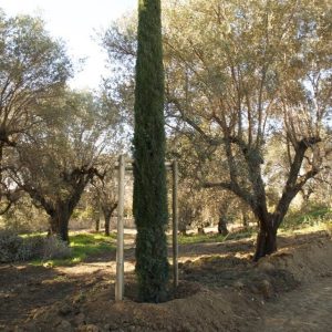 ROMA VERDE Al via il nuovo piano di piantumazione alberi: gli interventi