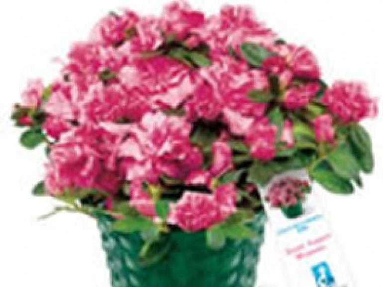 ROMA Torna l”Azalea della ricerca dell’AIRC’