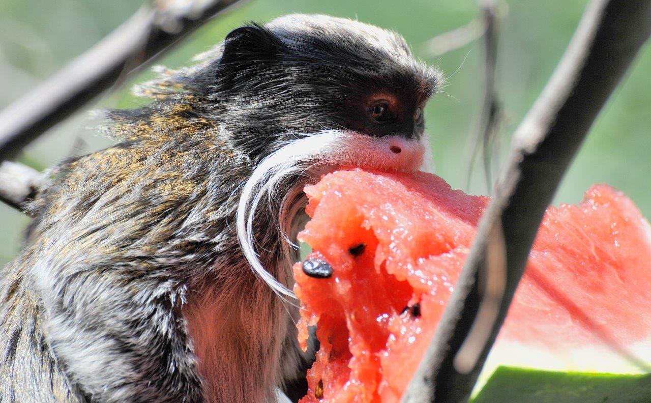 FERRAGOSTO AL BIOPARCO