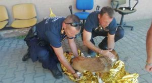 ROMA Tenta suicidio insieme a cucciolo: 30enne nei guai