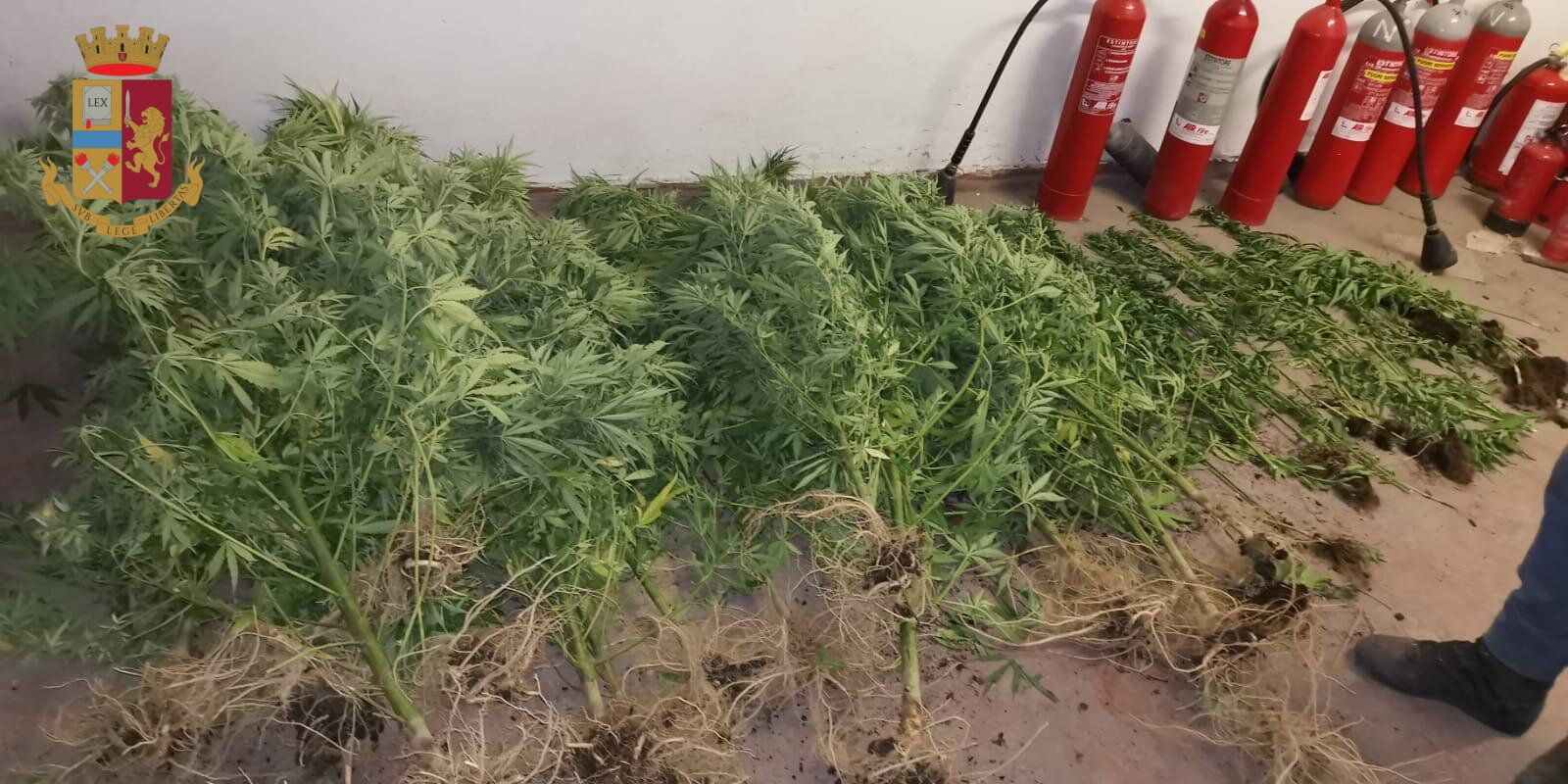 Coltivava oltre 60 piante di marijuana