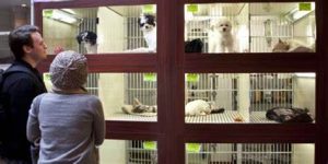 Nuove regole per animali, edicole e aree pubbliche: ora l’approvazione definitiva