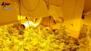 Serra illegale di marijuana: romano alla sbarra