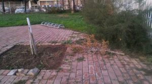 OSTIA — Sradicato l’Albero della Legalità