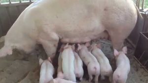 Una Scrofa uccide un uomo ferendo bimbo di 2 anni