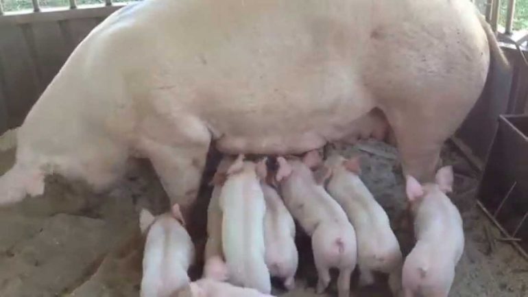 Una Scrofa uccide un uomo ferendo bimbo di 2 anni