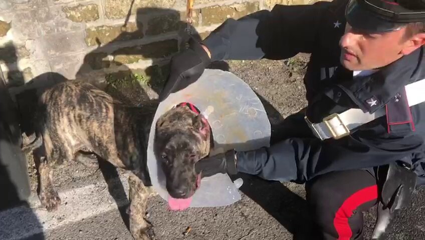 Carabinieri trovano due cani in pessimo stato