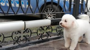 Vagava sul tronchetto della A24. Cagnolino Charlie salvato dalla polizia