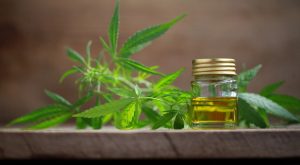 CANNABIS Thc negli alimenti: c’è il decreto del Ministero Salute