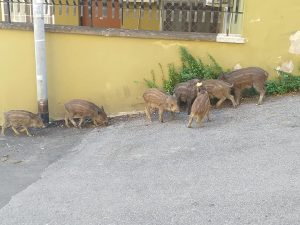 Cinghiali uccisi a Roma, la Raggi vuole vederci chiaro