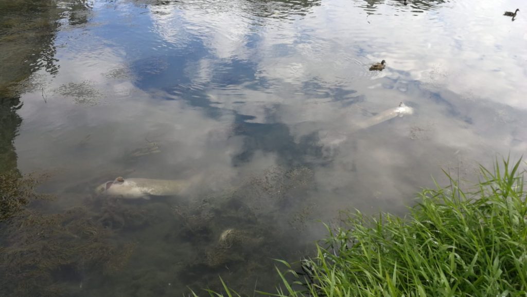 Moria di pesci nel Tevere: trovate sostanze tossiche