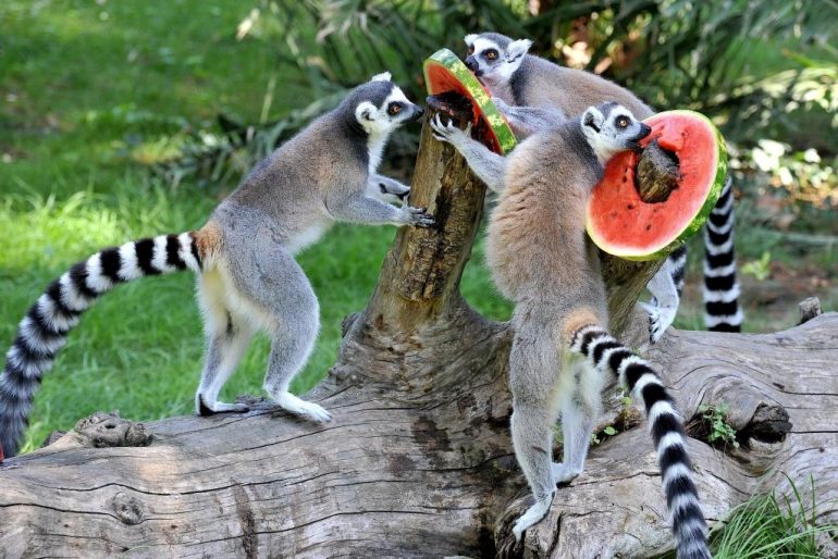 ROMA Bioparco, aperto centro estivo 2020: le info