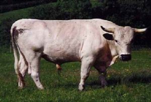 FOTO Incredibile! Toro cade in una buca alle porte di Roma