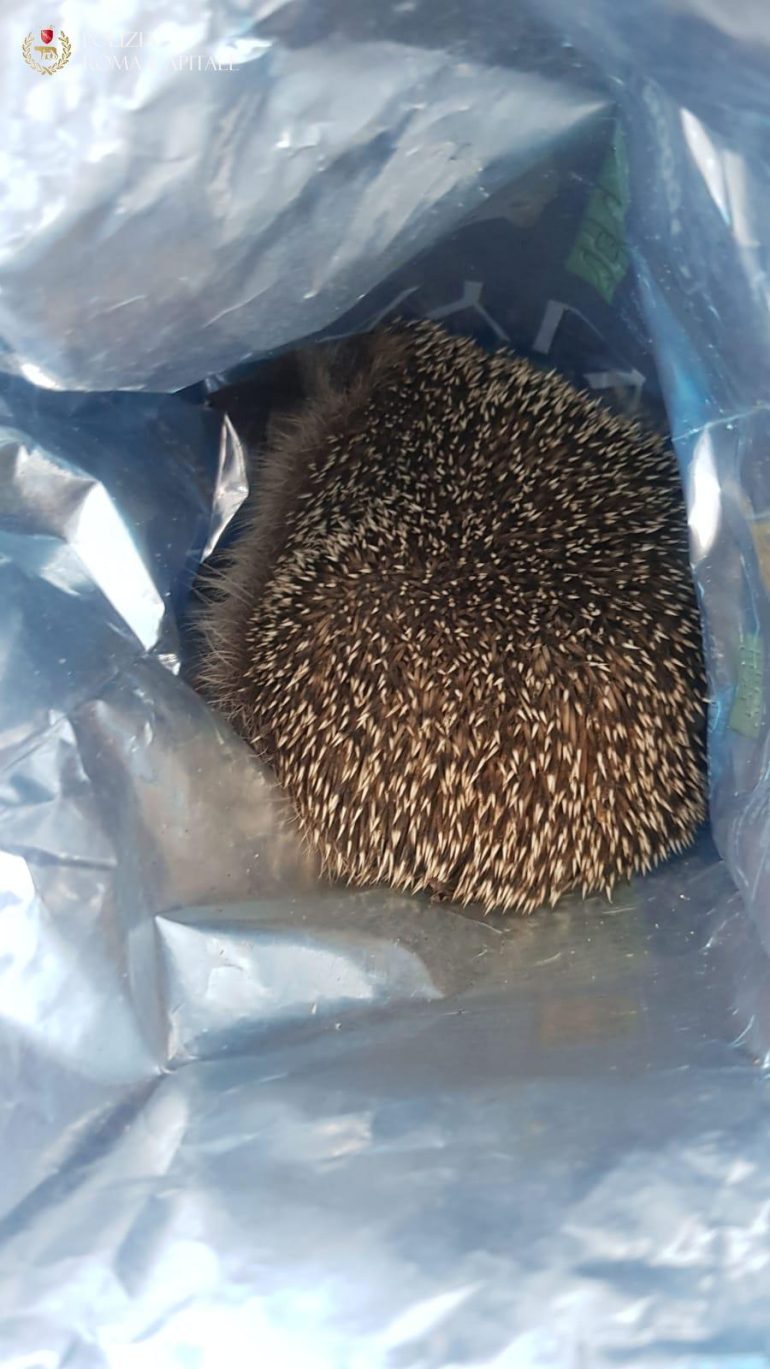 Riccio salvato sulle sponde del Tevere: storia a lieto fine nella Capitale