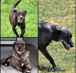 NATALE Adotta un amico a 4 zampe: Boston, Pierre e Fantasmina cercano famiglia