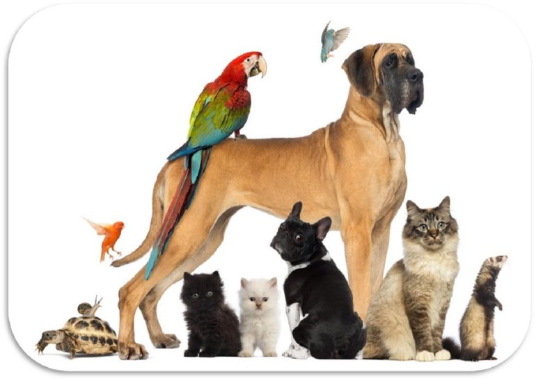 Denunce per maltrattamenti degli animali: nel Lazio più di 50