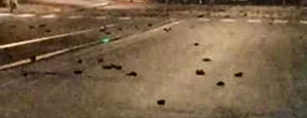 ROMA Uccelli morti per i botti di Capodanno, l’Oipa chiede provvedimenti
