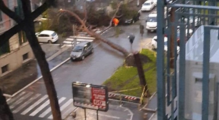 ROMA MALTEMPO Pino caduto nei pressi del Liceo Giulio Cesare