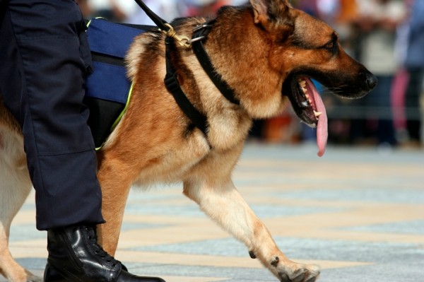 cane poliziotto