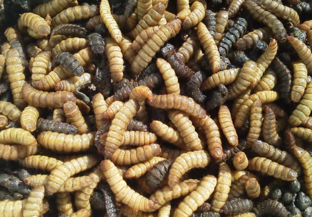Dalla carbonara agli insetti, l’Unione Europea approva il cibo del futuro