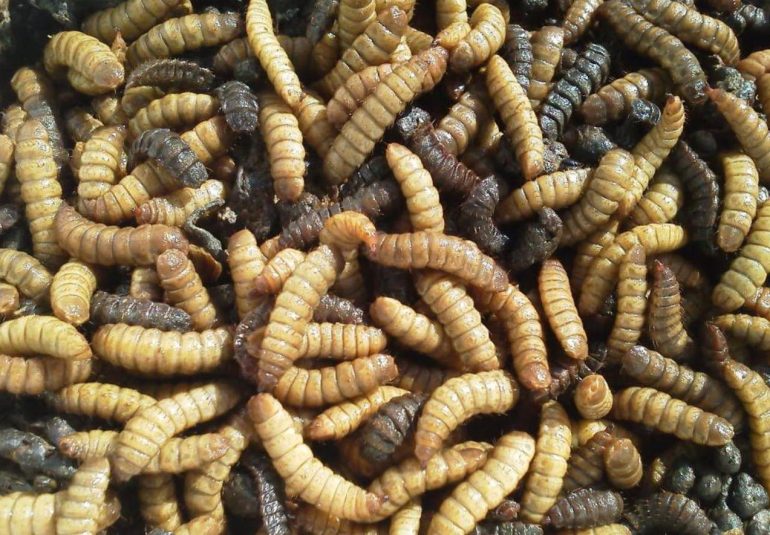 Dalla carbonara agli insetti, l’Unione Europea approva il cibo del futuro