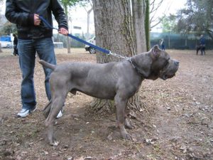 Tarquinia: 15enne brutalmente azzannata da un cane di grossa taglia