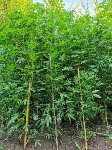 MORLUPO Piantagione stupefacente in terreno incolto: uomo in manette