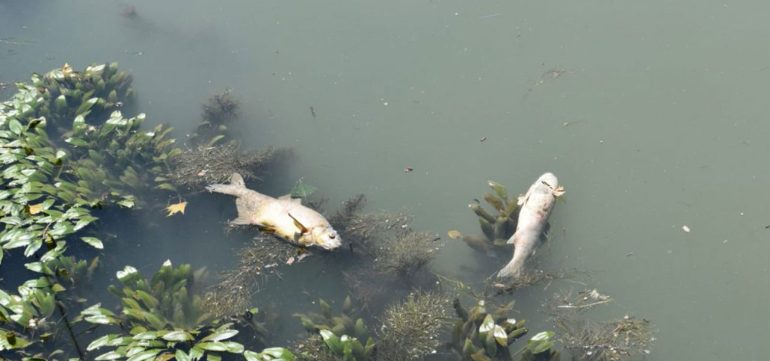 Pesci morti in mare, scatta l’allarme a Ostia