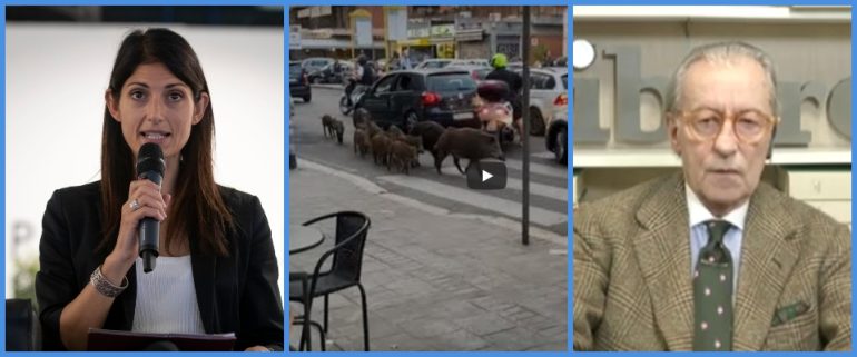 CINGHIALI Feltri consiglia la Raggi: “Dovrebbe apprezzarli e non combatterli”