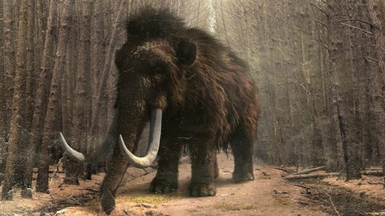 Tornerà in vita il mammut : “Stanziati 13 milioni dall’università di Harvard”
