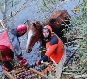 Cavallo caduto nel fiume Aniene: Vigili del Fuoco al lavoro (FOTO)