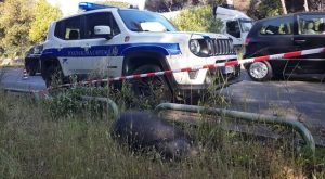 Peste suina, due casi sospetti rinvenuti a Ostia