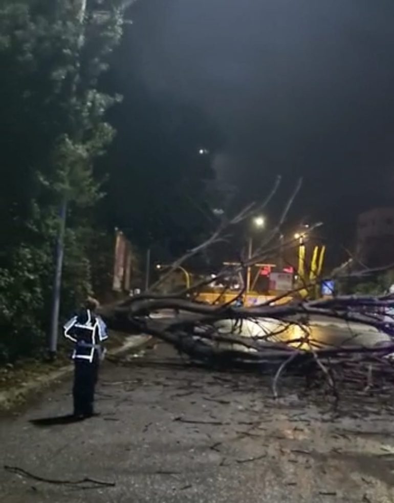 Giannini (Lega), “Cade un albero su un taxi in via Aurelia. Situazione pericolosa per le potature