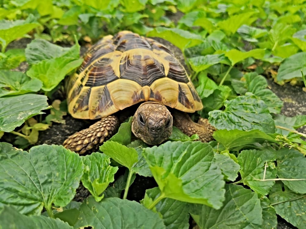 mangiatrice di tartarughe roma