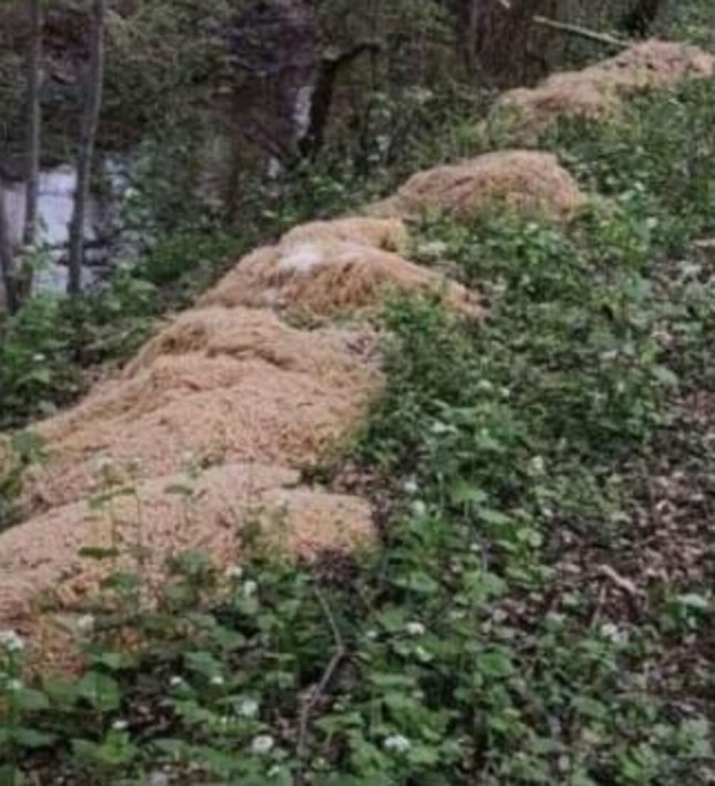 Pasta abbandonata nel bosco