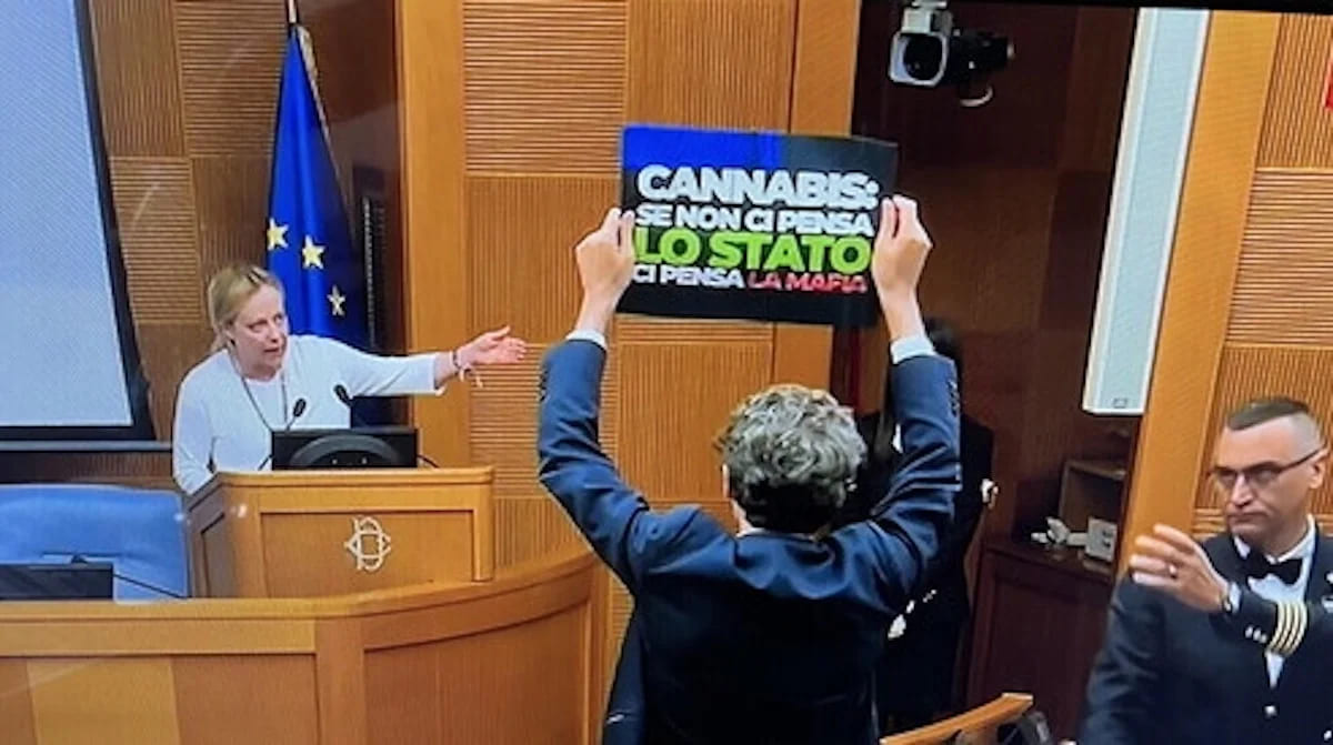 cannabis legale giorgia meloni +europa riccardo magi