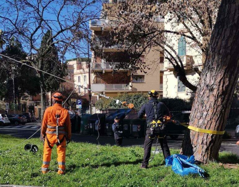 A Corso Trieste prove di trazione per messa in sicurezza dei pini
